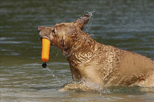 切萨皮克湾寻猎犬,水,抖动