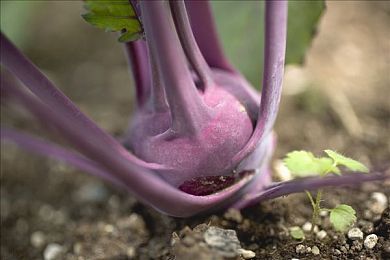 紫芥菜图片