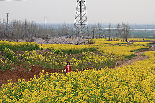 油菜花开