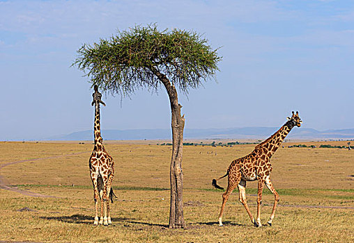 马萨伊,长颈鹿,进食,刺槐,马赛马拉国家保护区,肯尼亚,非洲