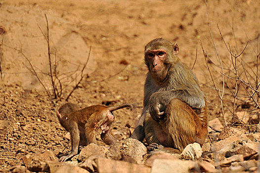 野生动物猴子母子