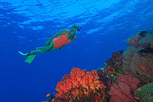 靠近,活力,彩色,软珊瑚,海洋,四王群岛,区域,巴布亚岛,伊里安查亚省