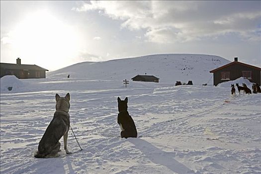 挪威,特罗姆瑟,序列,遥远,山,小屋,提供,许多,蔽护,极限,冬天,寒冷,地点,狗拉雪橇,团队,夜晚