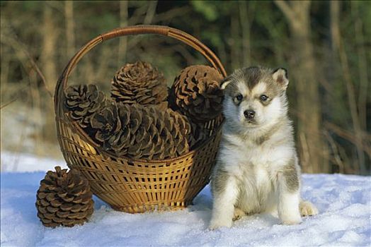 阿拉斯加雪橇犬,狗,小狗,雪中