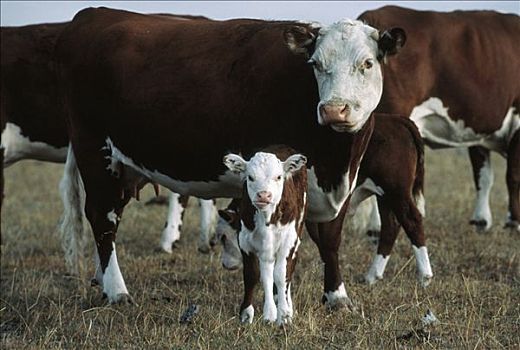 家牛,成年,幼兽,赫里福德,北美