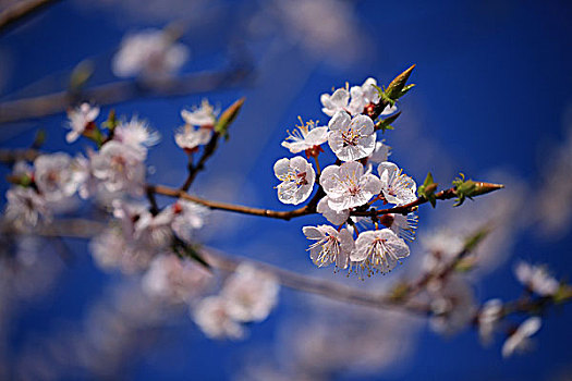 花开枝头