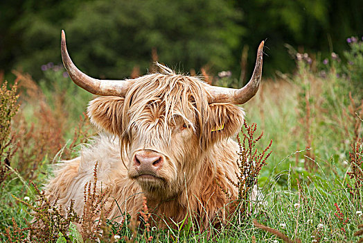 高原牛,苏格兰,草地