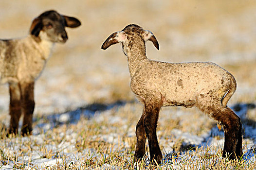 两个,羊羔,雪,草地