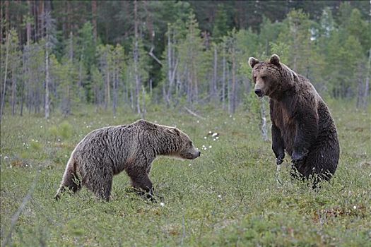棕熊,女性,威胁,芬兰
