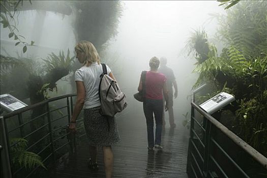 新加坡,植物园,雾,花园