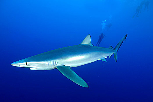 蓝鲨,锯峰齿鲛,水,法亚尔,亚述尔群岛,葡萄牙,欧洲