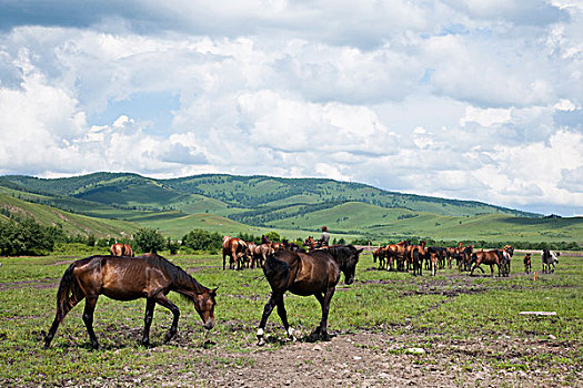 内蒙古呼伦贝尔额尔古纳恩和镇河畔的马群