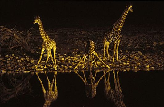 长颈鹿,水坑,夜晚,埃托沙国家公园,纳米比亚