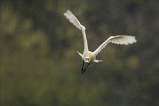 白琵鷺,飞,荷兰