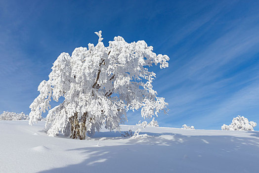 积雪,山毛榉树,冬天,黑森林,布赖施高,巴登符腾堡,德国