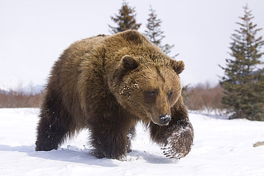 俘获,棕熊,走,雪中,冬天,阿拉斯加野生动物保护中心,阿拉斯加