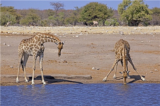 非洲,纳米比亚,国家公园,长颈鹿