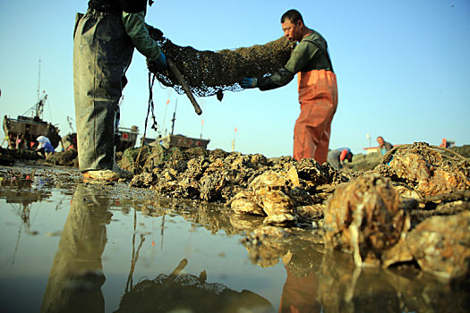 山东省日照市,牡蛎喜获丰收,渔民们忙坏了