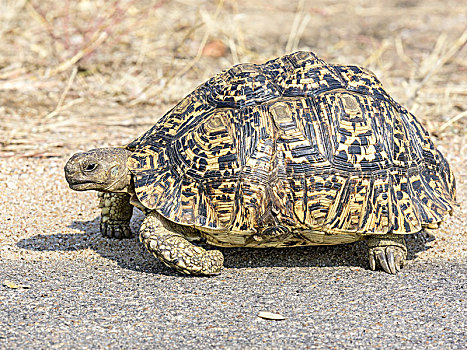 豹纹龟,克鲁格国家公园,南非,非洲