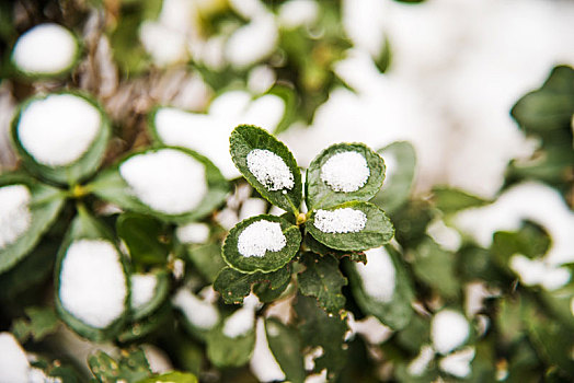冬季被雪花覆盖的绿色植物叶片