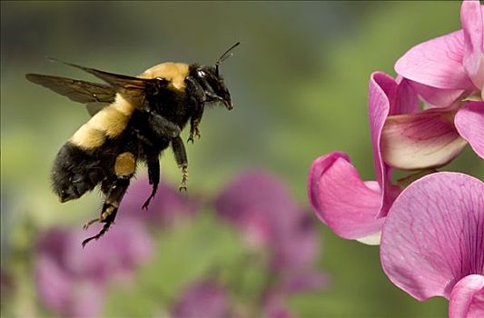 大黄蜂,熊蜂,飞,香豌豆,花,德斯舒茨国家森林,俄勒冈
