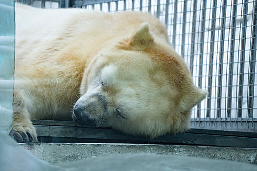四川成都极地海洋公园里正在睡觉的北极熊