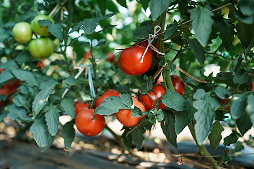 羊城广州初冬农科院菜园菜心菜地里的番茄