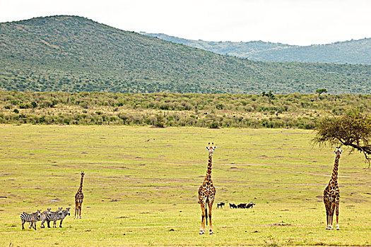 野生动物,肯尼亚