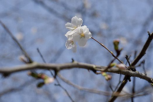 樱花