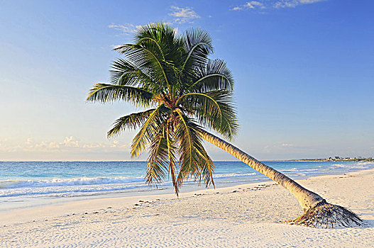 天堂海滩,漂亮,棕榈树,里维埃拉,玛雅,加勒比海,墨西哥