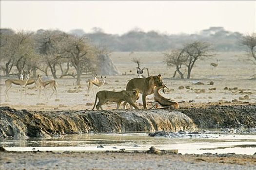 猎捕,雌狮,狮子,杯子,杀死,跳羚,博茨瓦纳,非洲