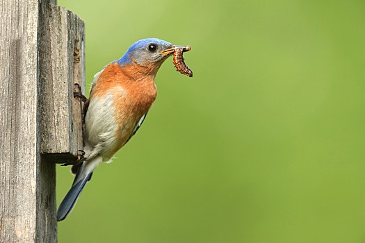鸟吃虫子的表情包图片