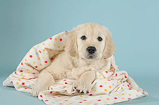 金毛猎犬,小狗,卧,毯子