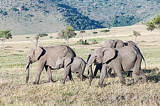非洲,灌木,大象,非洲象,家庭,牧群,马赛马拉,肯尼亚