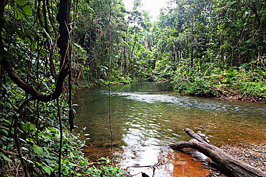 河流,雨林,溪流,国家公园,北方,昆士兰,澳大利亚