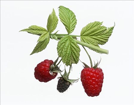 树莓,一个,不熟,枝条