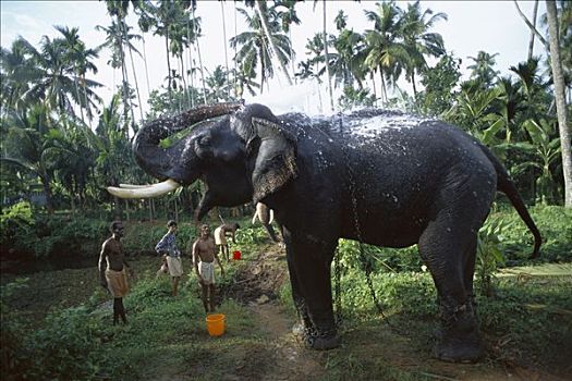 亚洲象,象属,工作,准备,典礼,西南部,海岸,印度