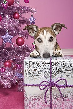 杰克罗素狗,靠着,圣诞礼物