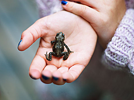 小,青蛙,女孩,手