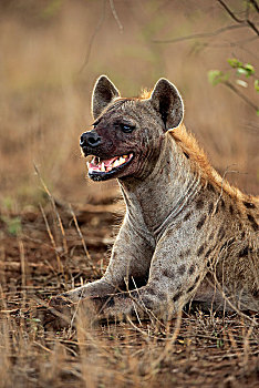 斑鬣狗,成年,躺着,地面,动物,看,克鲁格国家公园,南非,非洲