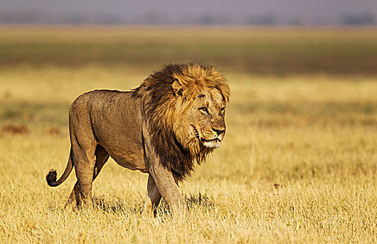 狮子,雄性,走,萨维提,乔贝国家公园,博茨瓦纳,非洲