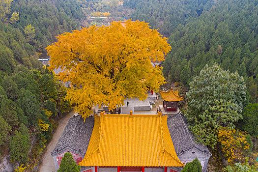 航拍济南淌豆寺的千年银杏