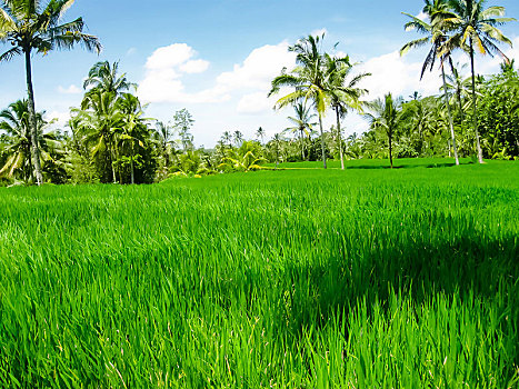 绿色,稻米梯田,巴厘岛,印度尼西亚