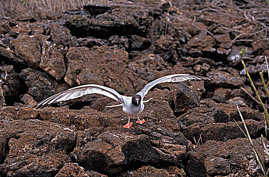 尾巴,海鸥,燕尾鸥,成年,起飞,石头,加拉帕戈斯群岛