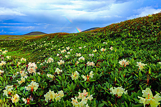 高山花卉和彩虹