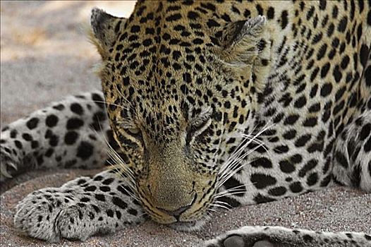 特写,豹,休息,树林,禁猎区,克鲁格国家公园,林波波河,南非