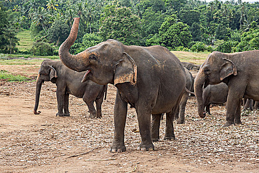 亚洲象,象属,牧群,大象,动物收容院,中央省,斯里兰卡,亚洲