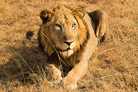 狮子,卧,干草,国家公园,乌干达,非洲