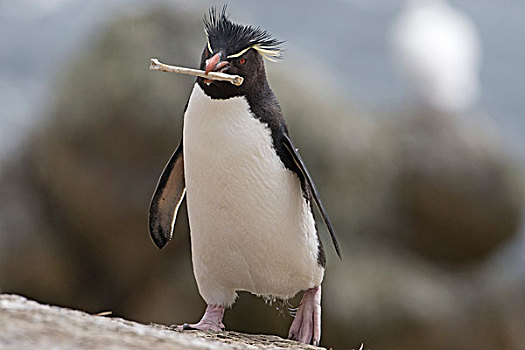 凤冠企鹅,南跳岩企鹅,骨头,鸟嘴,福克兰群岛