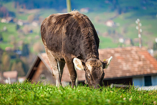母牛,绿色,夏日草地,地点,瑞士